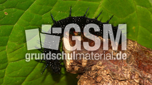 Tagpfauenauge-Raupe (8).jpg